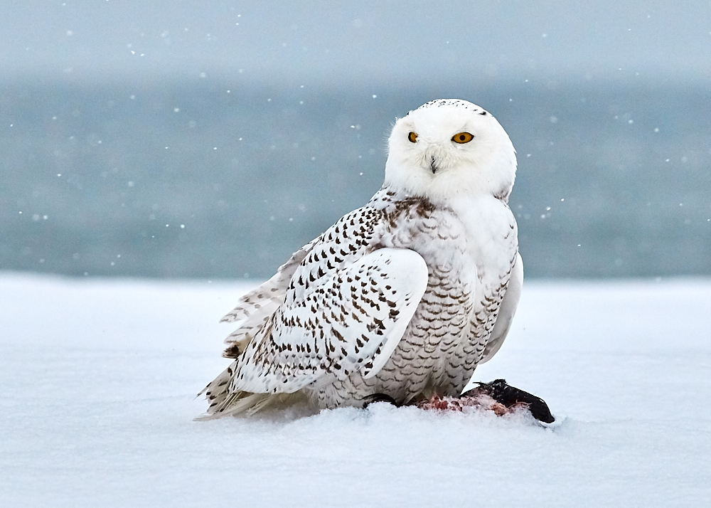 Magic of the Snowy Owl