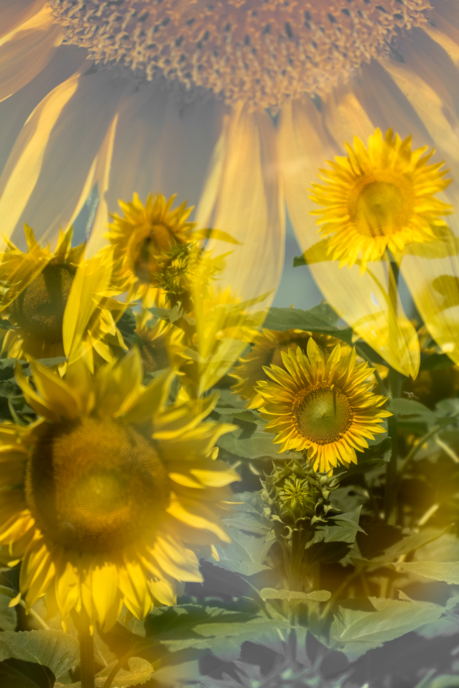 Sunflower-Art