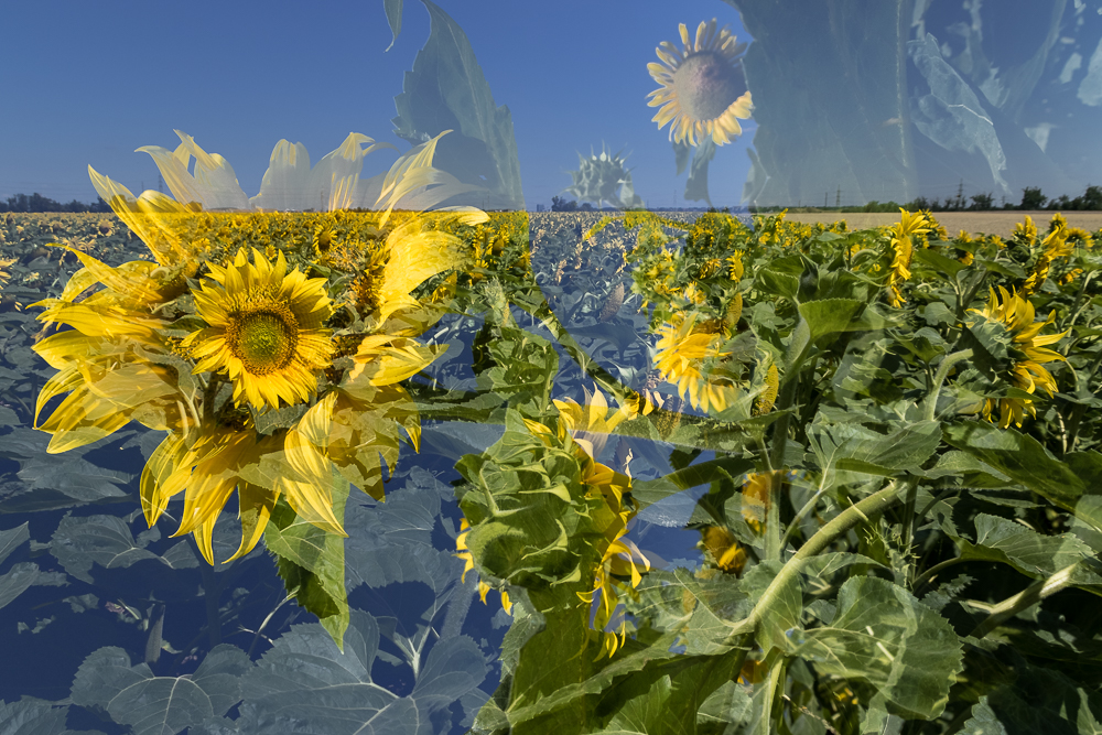 Sunflower-Art