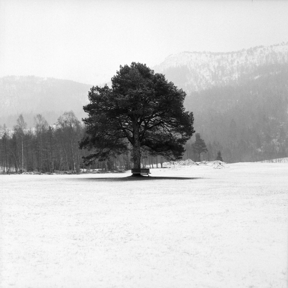 Bench under Tree