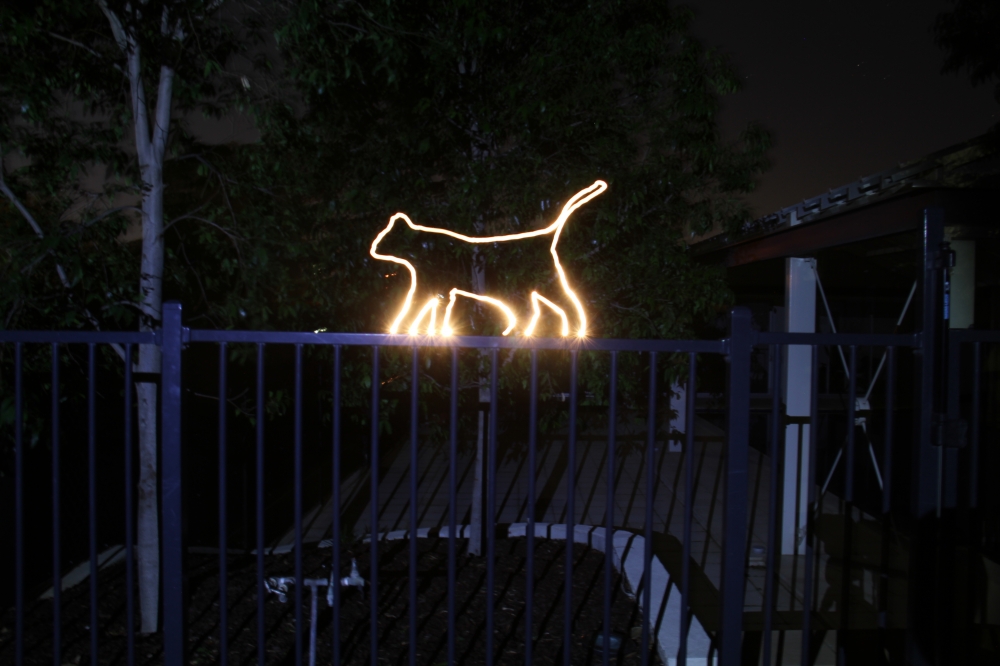 Cat on Fence