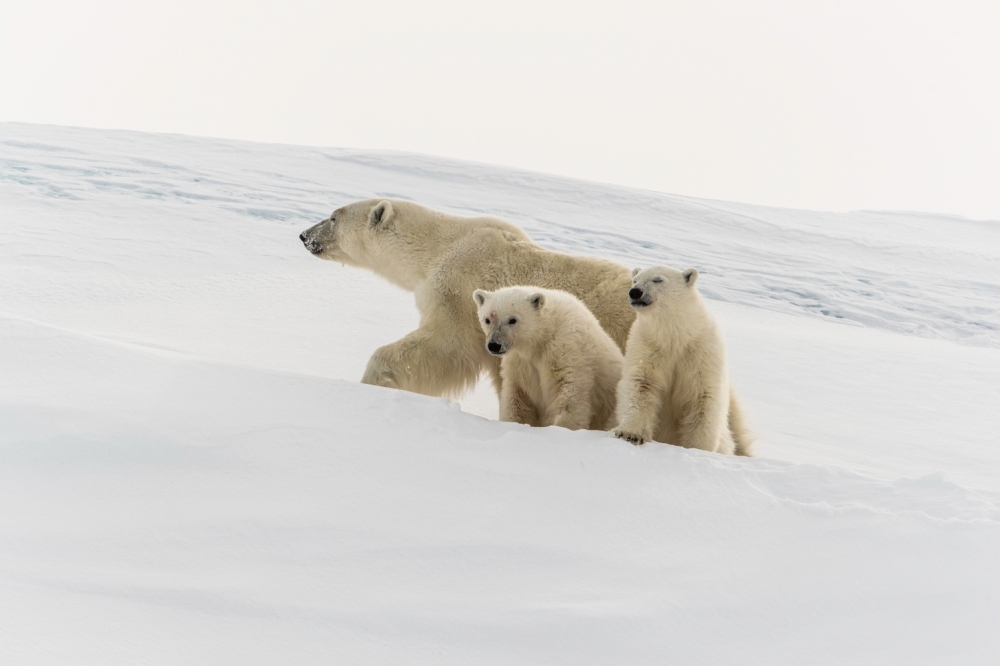 Bears on Baffin