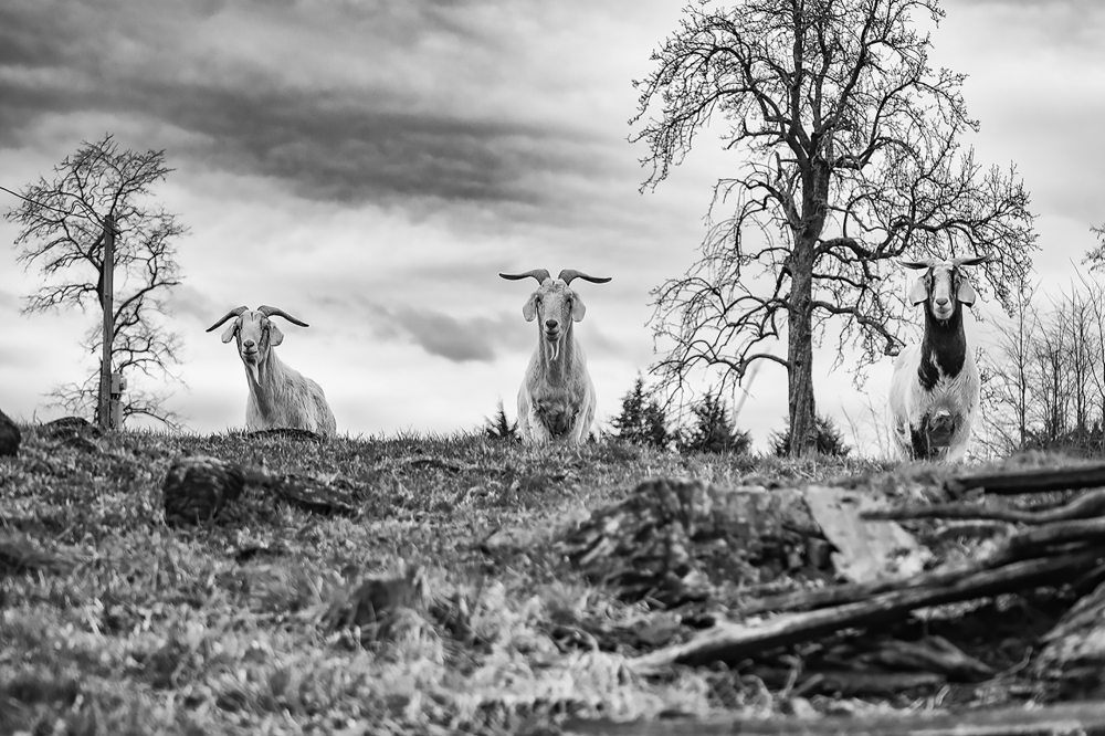 Three Goats Gruff