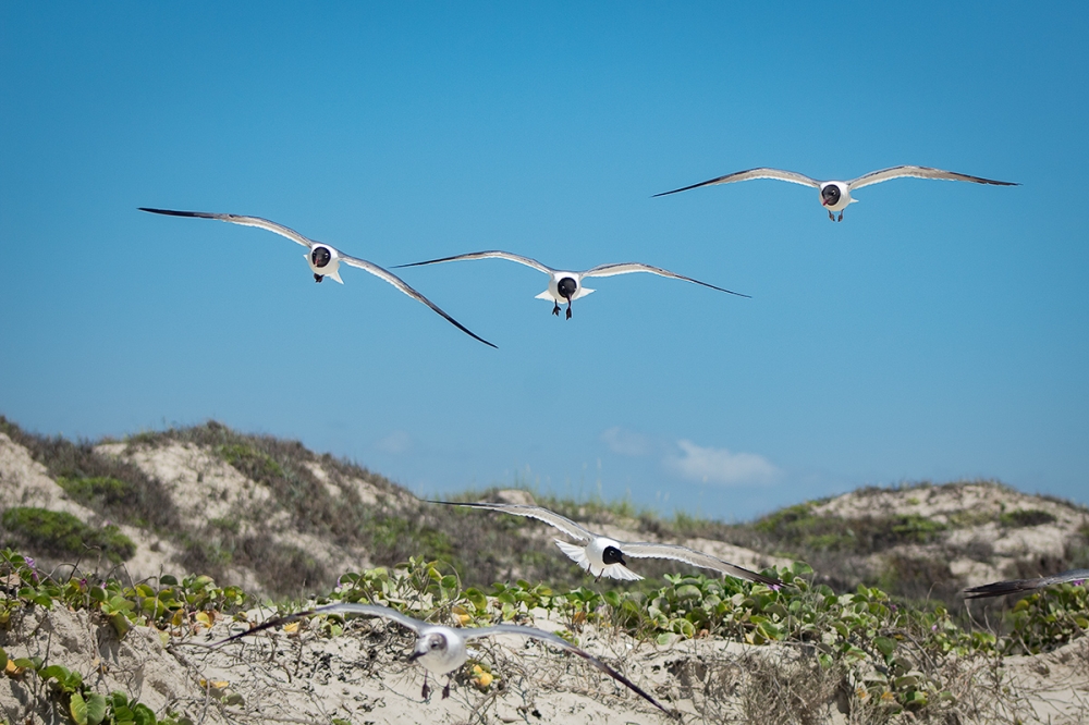 Seagulls and Sand Dunes