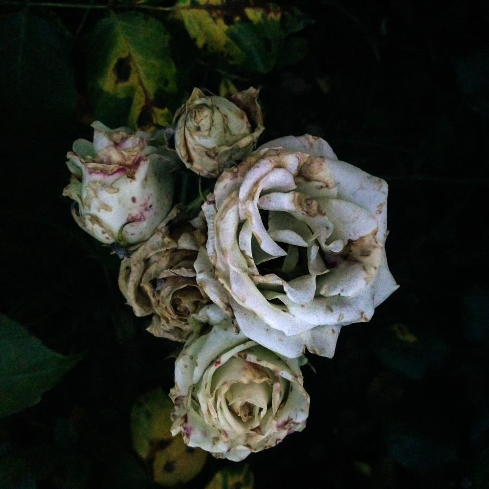 Decadent roses