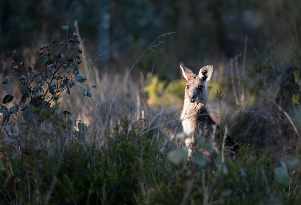 Titian's Kangaroo