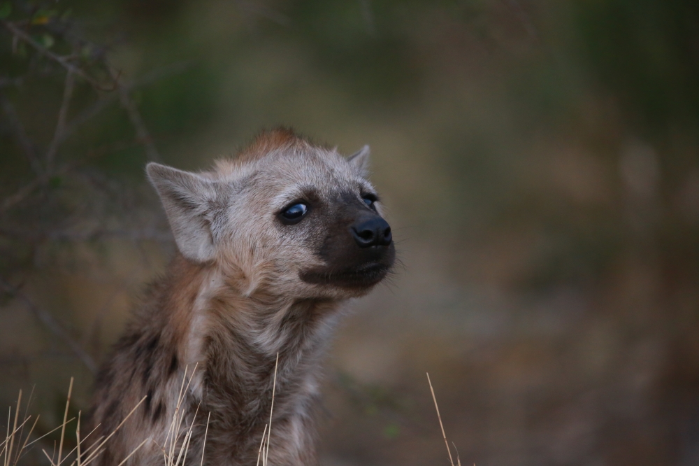 Baby spotted hyena 