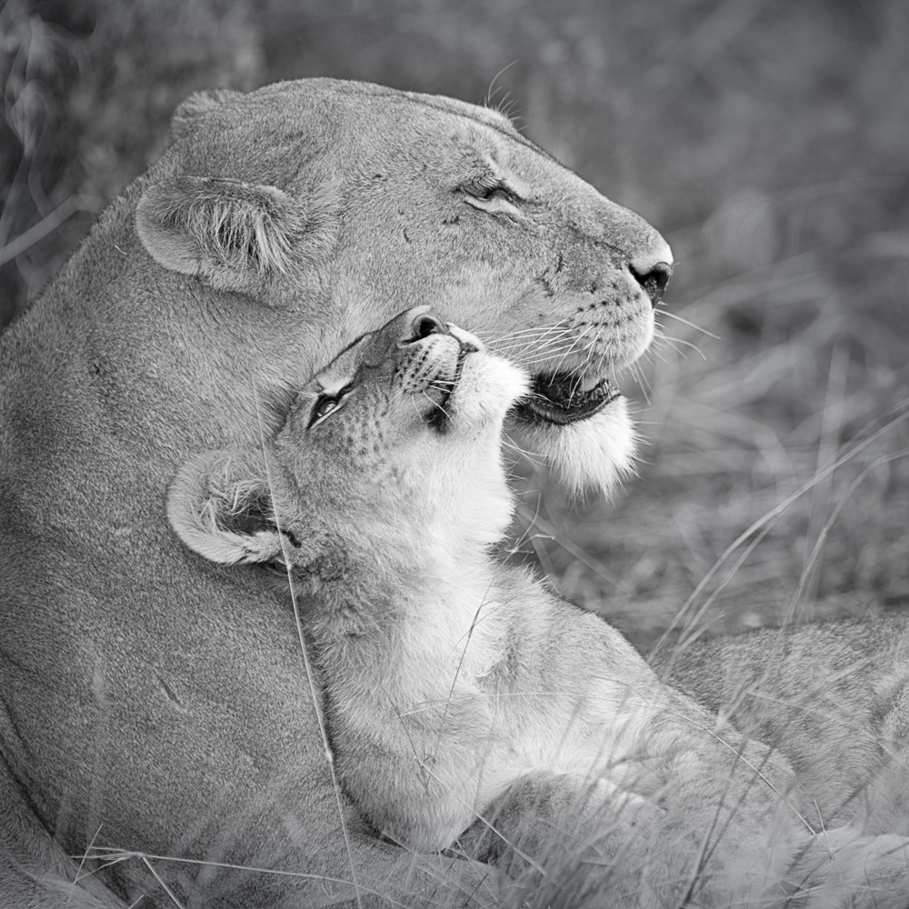 mother`s love | lions khwai concession moremi game reserve | botswana 2017