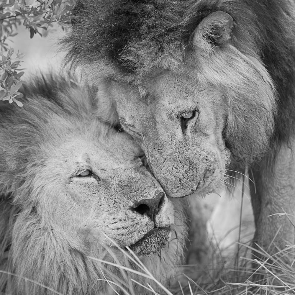 Brother`s love | lions khwai concession moremi game reserve | botswana 2017
