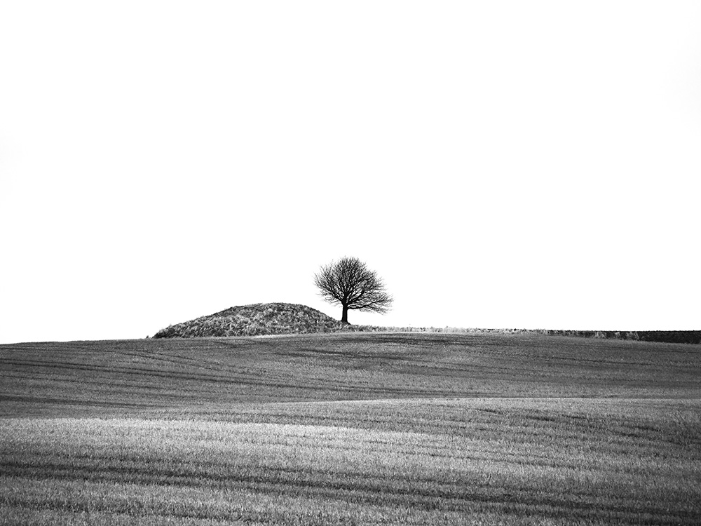 Solo in the cornfield