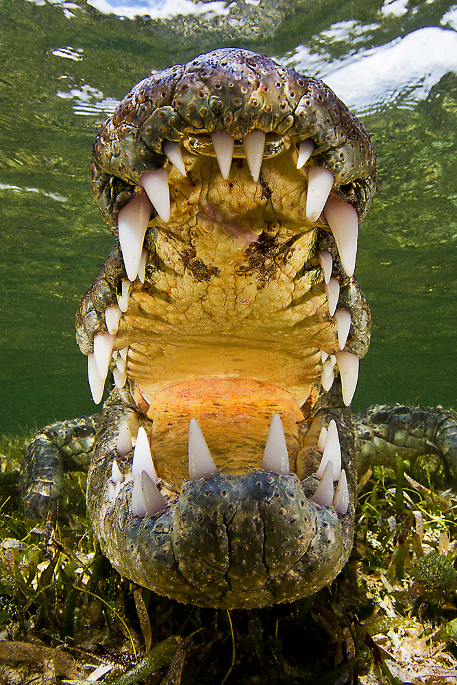 Perspective of crocodiles