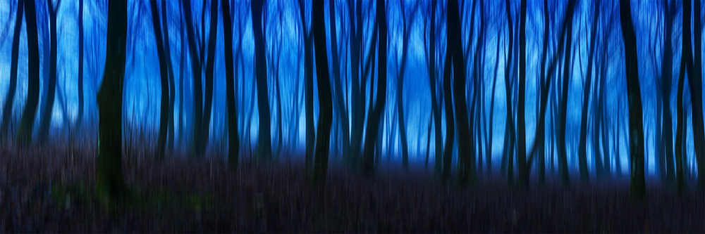 Blue Forest 