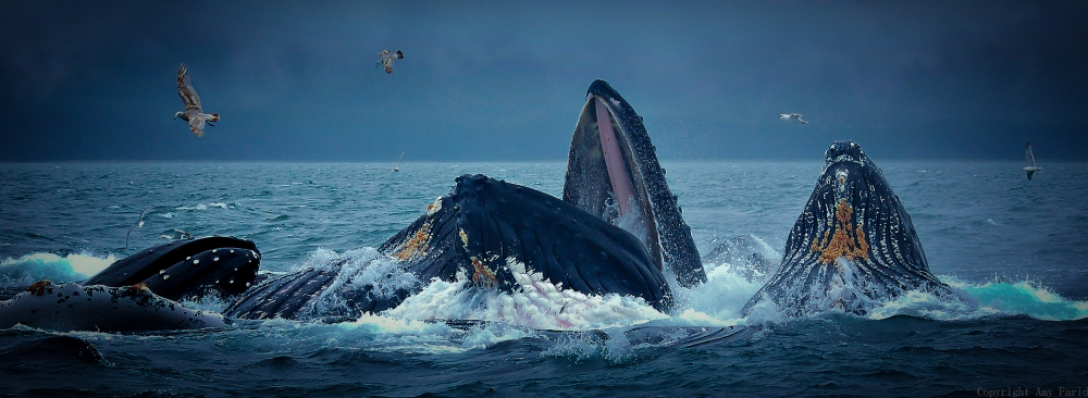 Whale Beyond Impressive