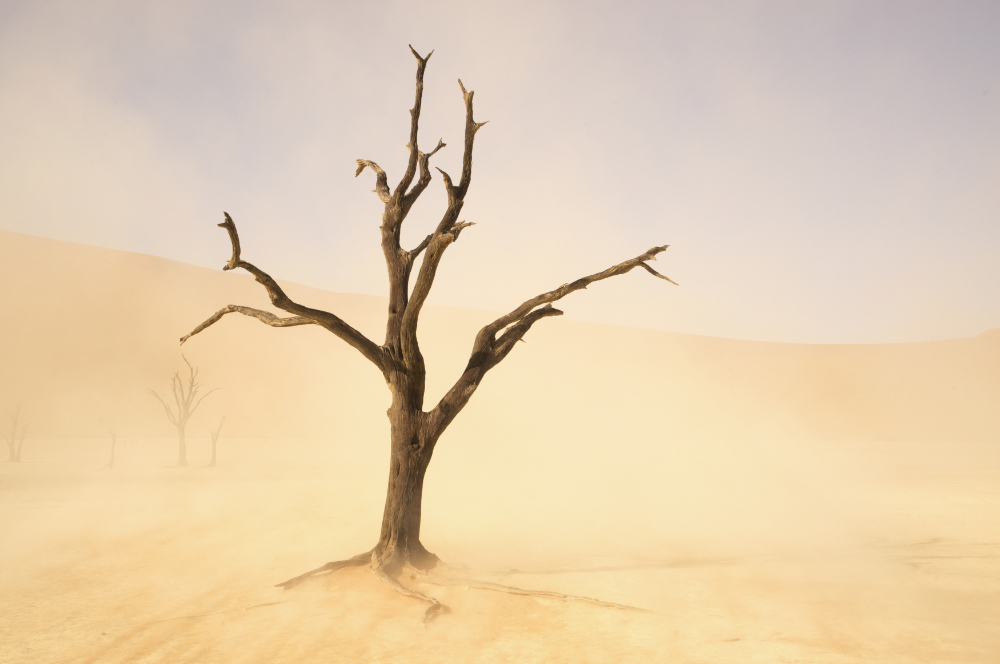 Sossusvlei Sandstorm