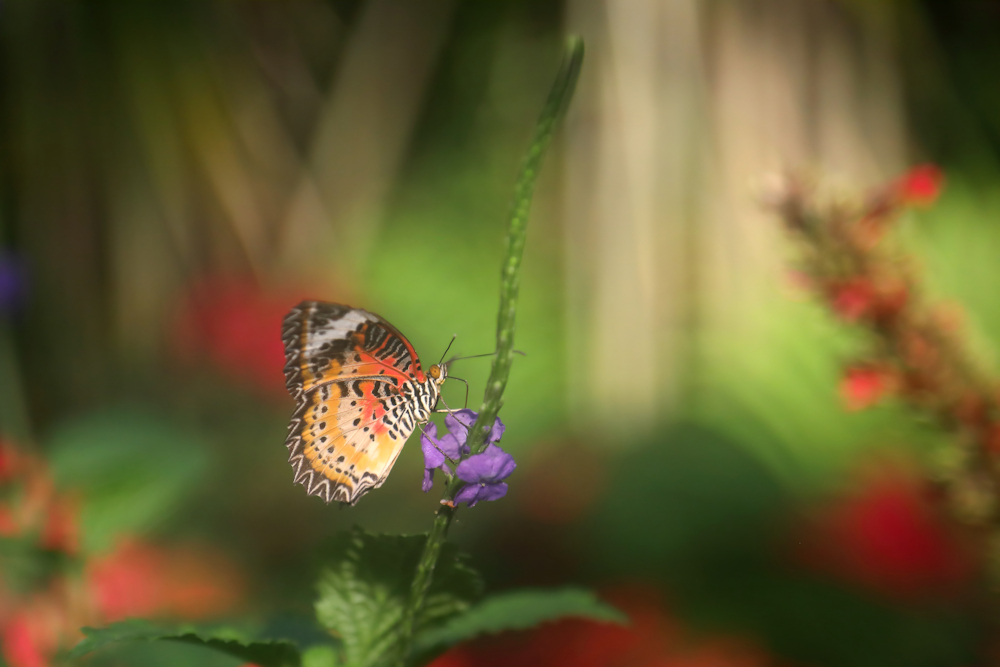 butterfly fairytale