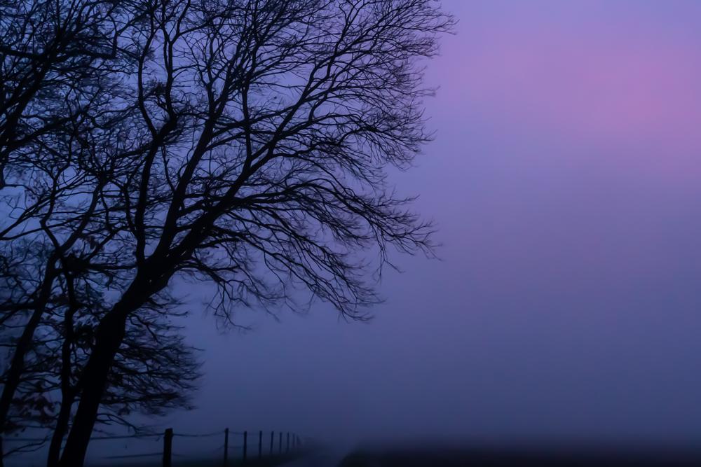purple fog