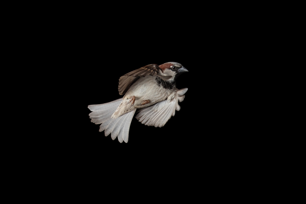 Uncommonly beautiful common sparrow