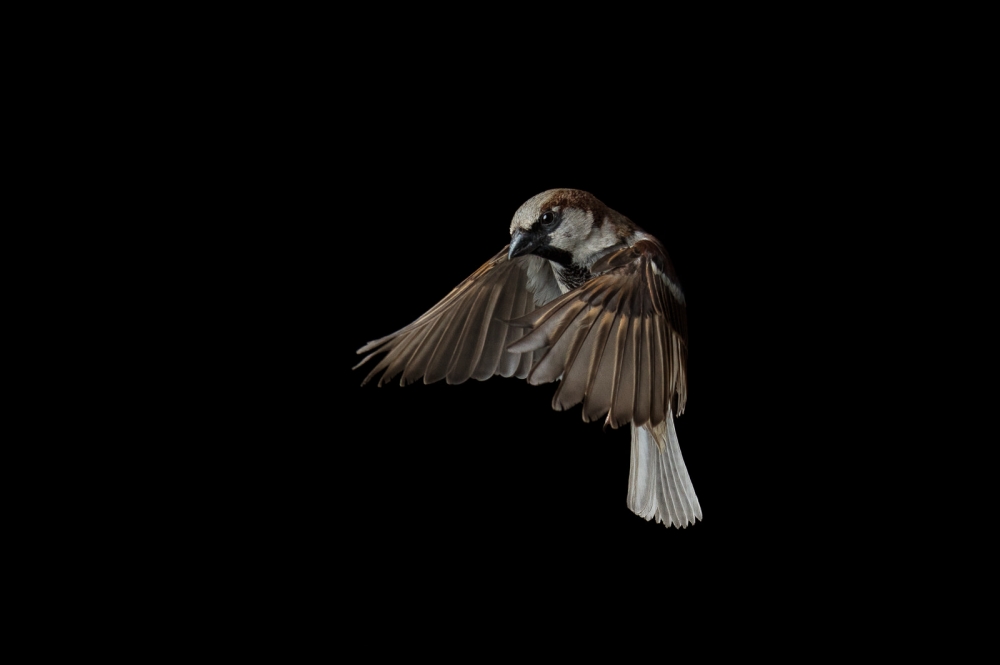 Uncommonly beautiful common sparrow
