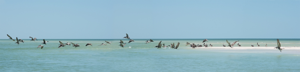 flying pelicans on a sand bar