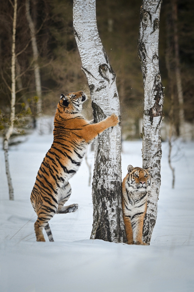 Amba - secret of tigers