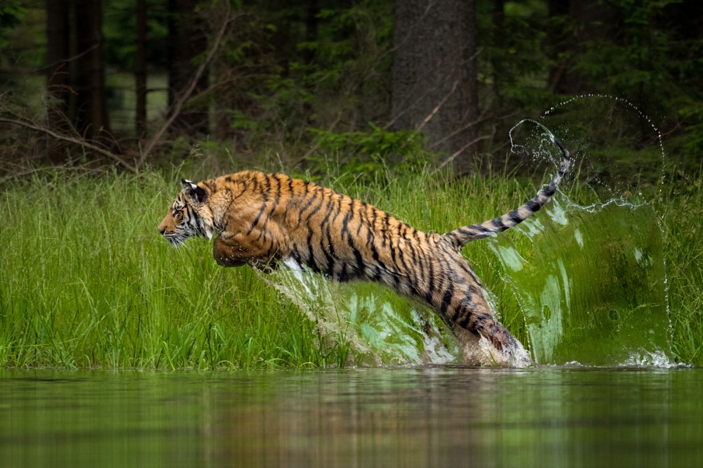 Amba - secret of tigers