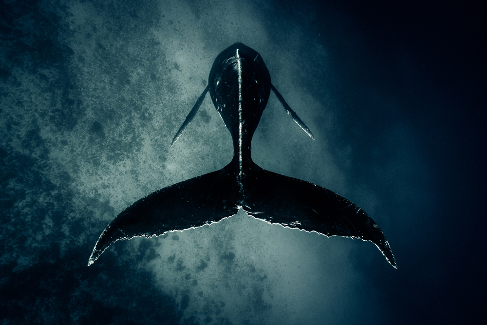 Singer Whale