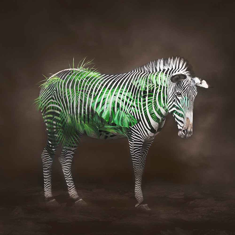 Zebra- Life Circulation