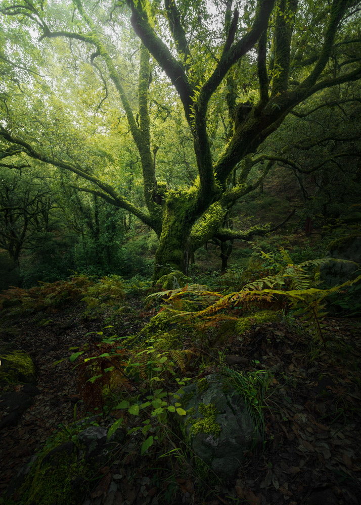 GREEN FOREST