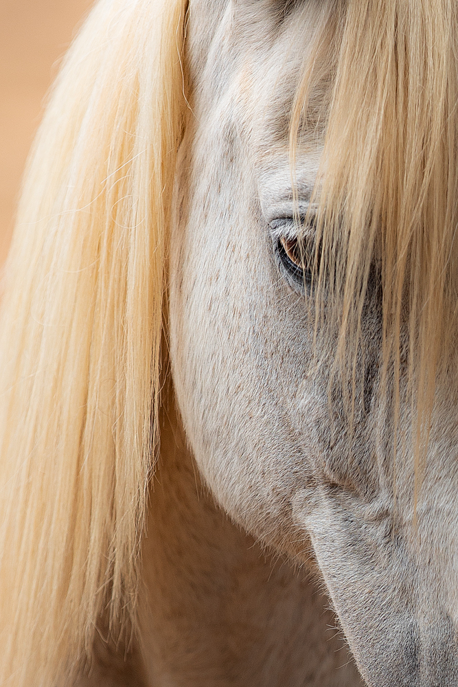 Blond angel horse