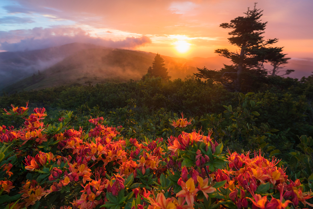 Experiencing EPIC - Flame Azaleas at Sunset