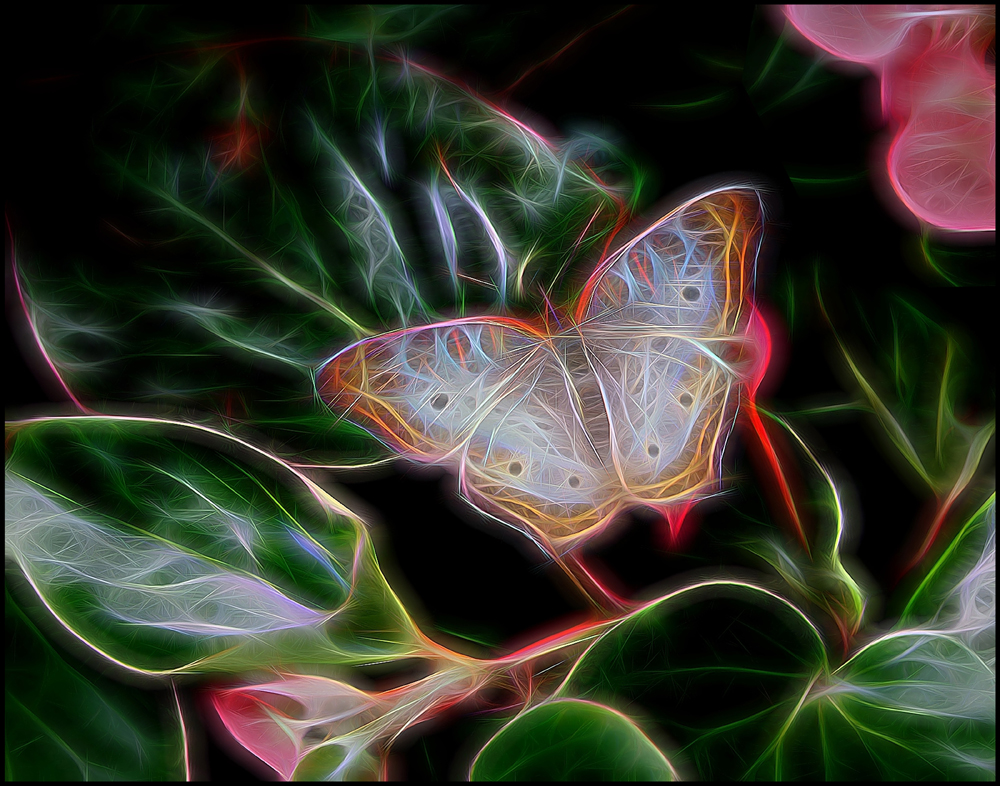 Butterfly Mystique