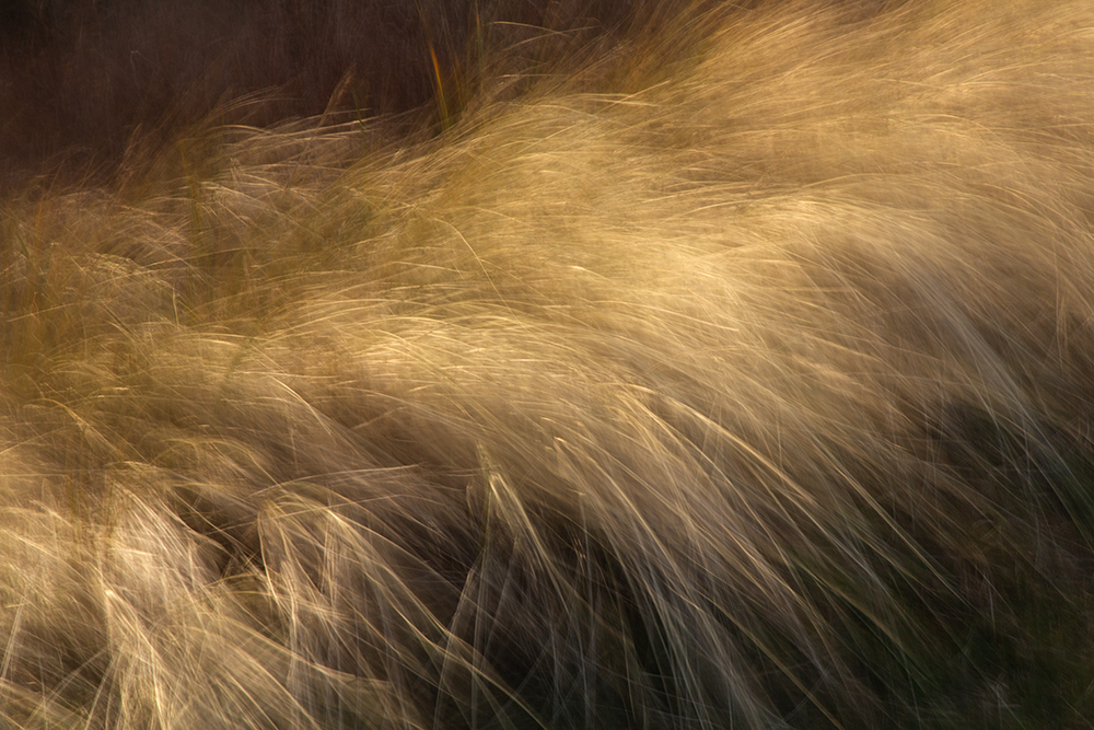 wind and golden gras