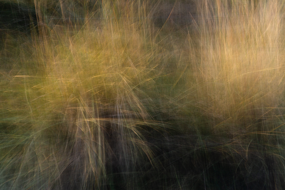 wind and golden gras