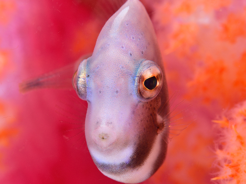 The Front Face Of The Juvenile Filefish