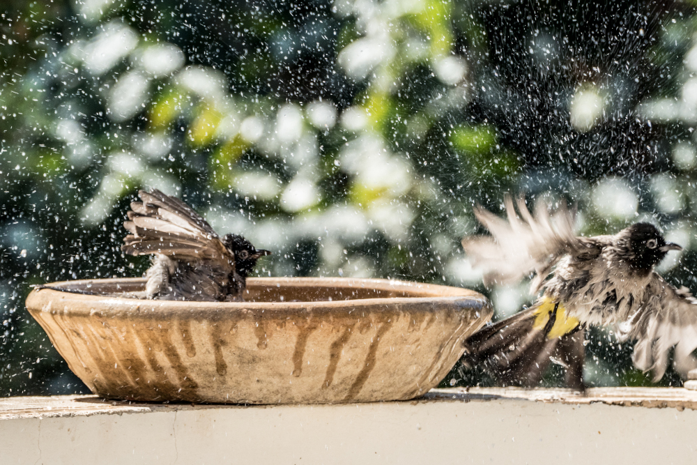 Morning Bath