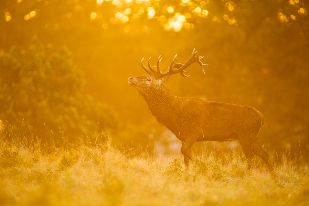 Dawn with the Red Deer