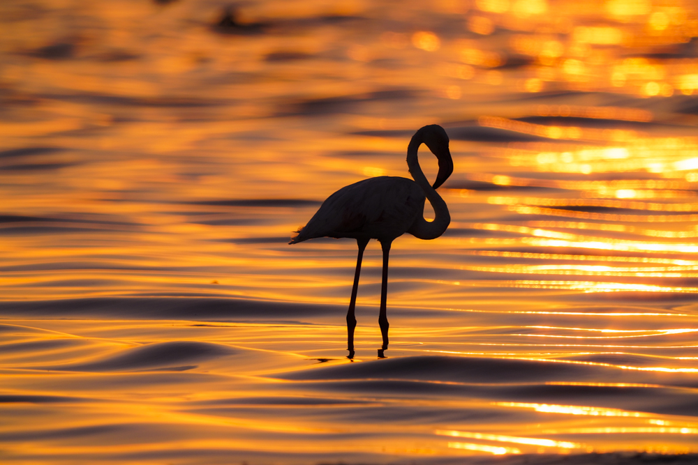 flamingo over golden sea