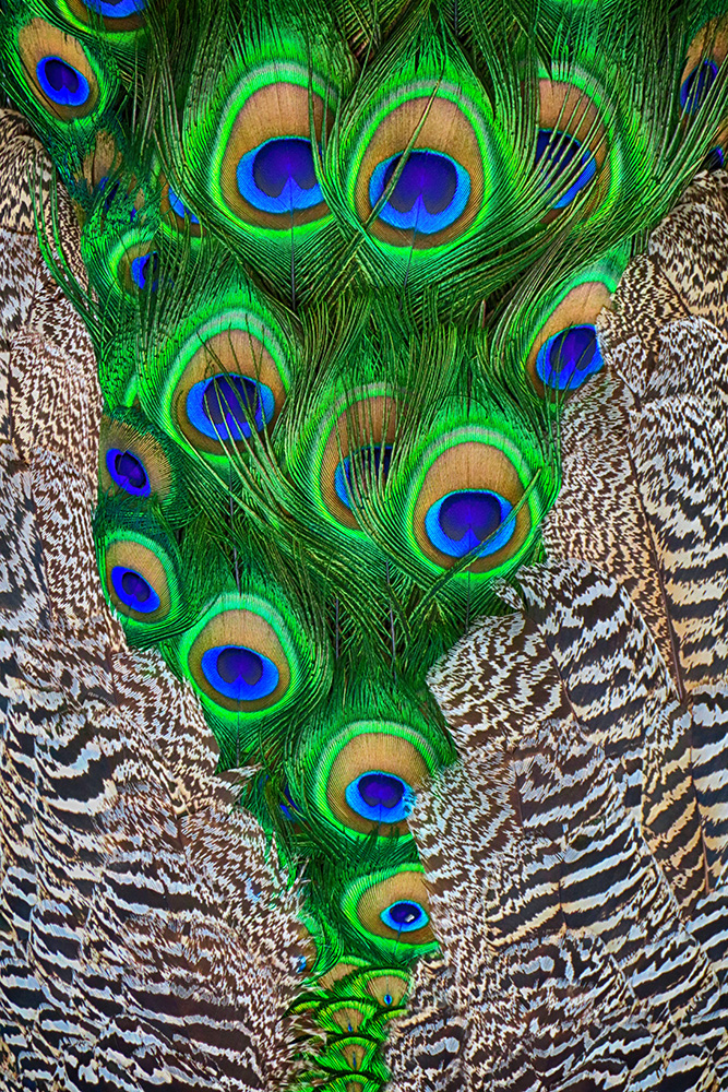 Parts of a Peacock