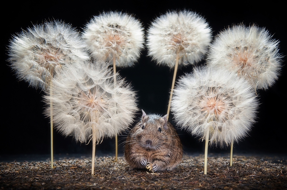 Degu