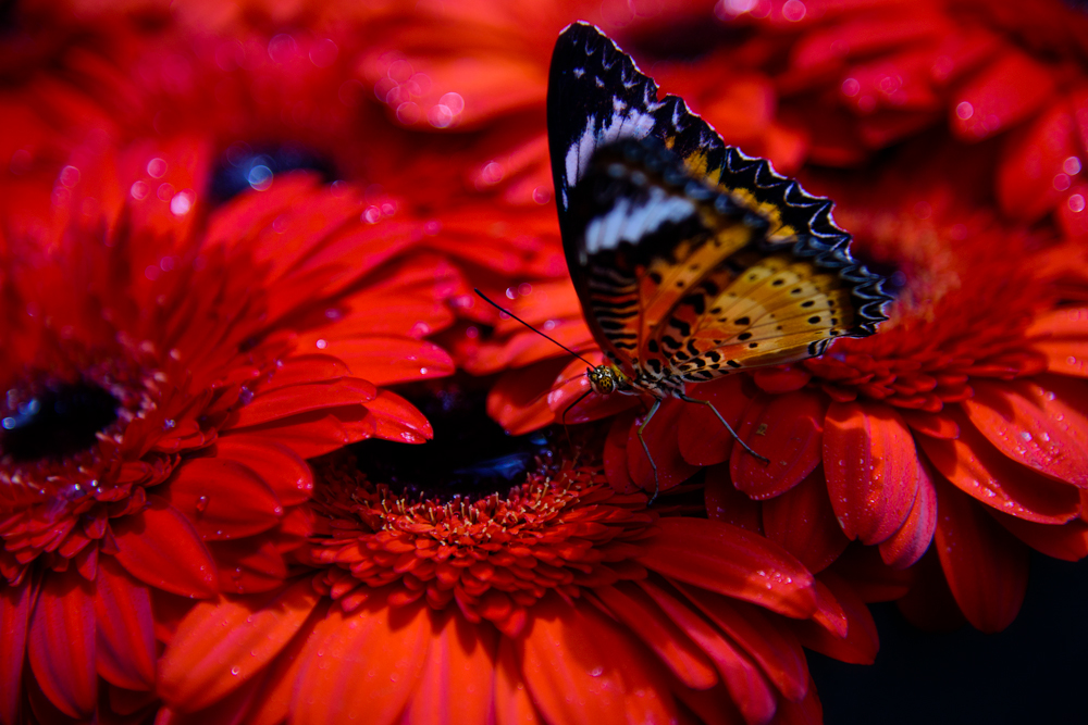 Butterfly Drinking Nectar