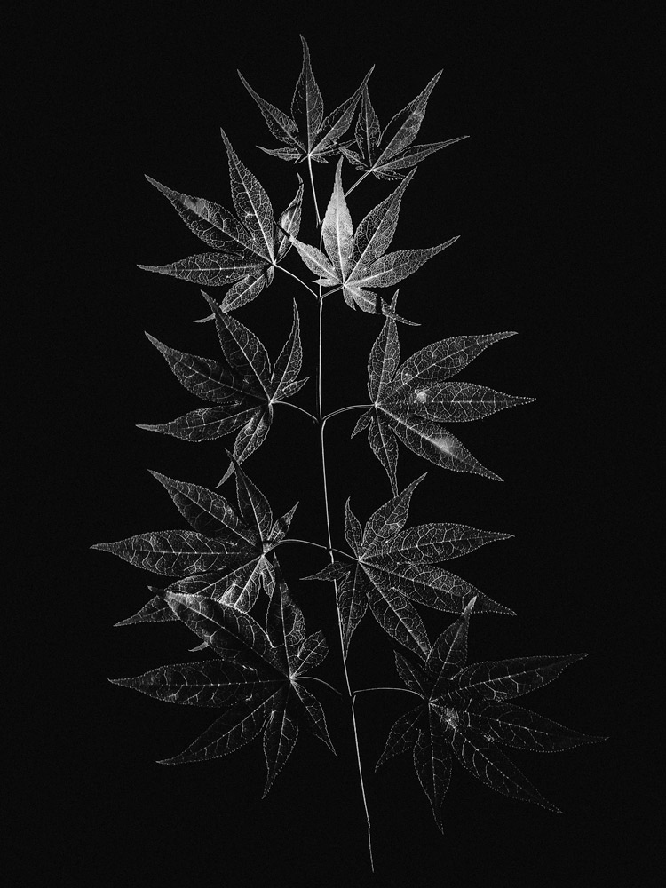 Studio Flora/A Series of varied flora studies in black and white.