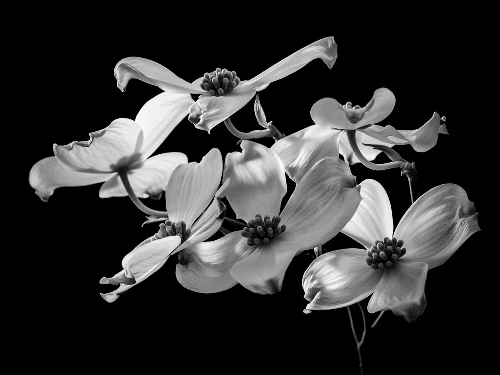 Studio Flora/A Series of varied flora studies in black and white.