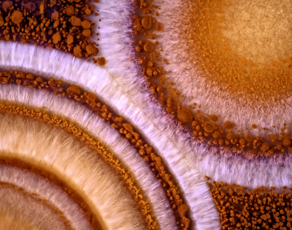 Micro images of Teepee Canyon Agate