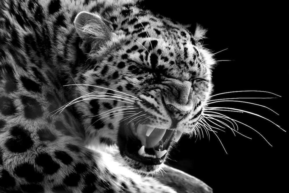 Leopard de L'Amour 