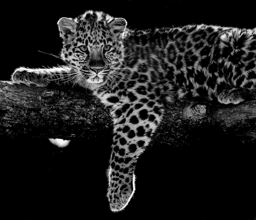 Leopard de L'Amour 