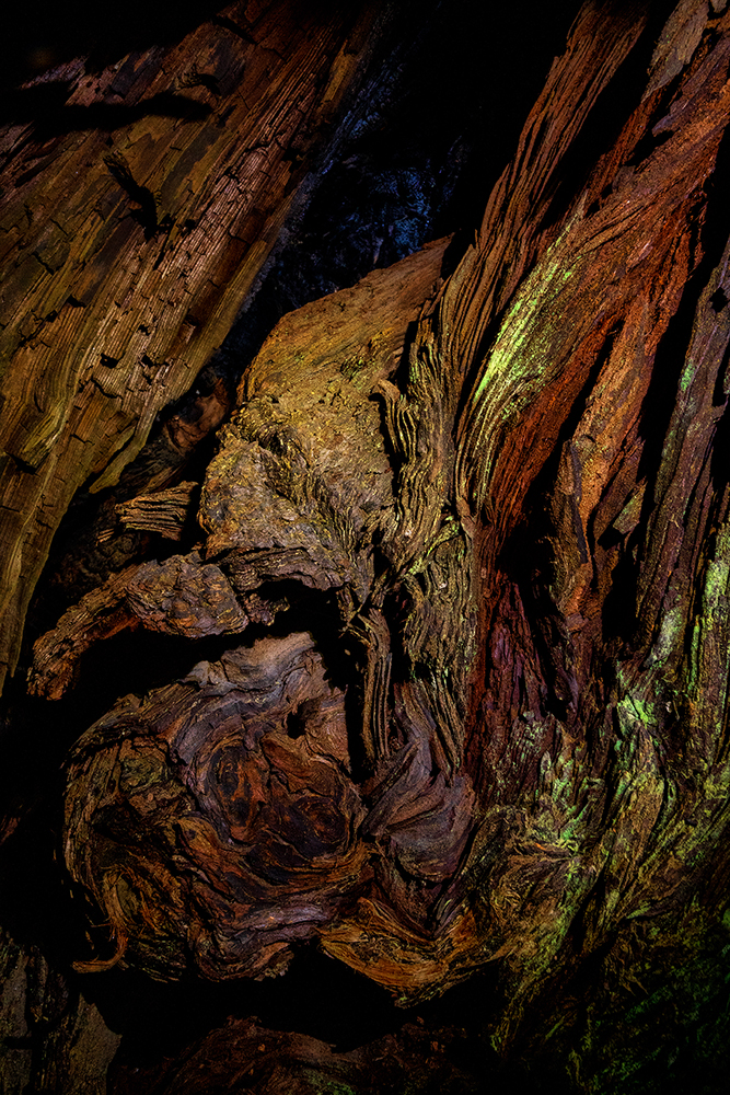 Sequoia Obscura
