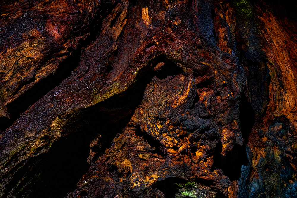 Sequoia Obscura