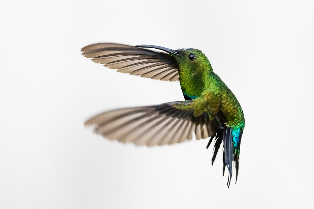 High-Key Hummingbirds