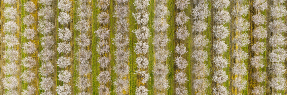 Almonds from Above 