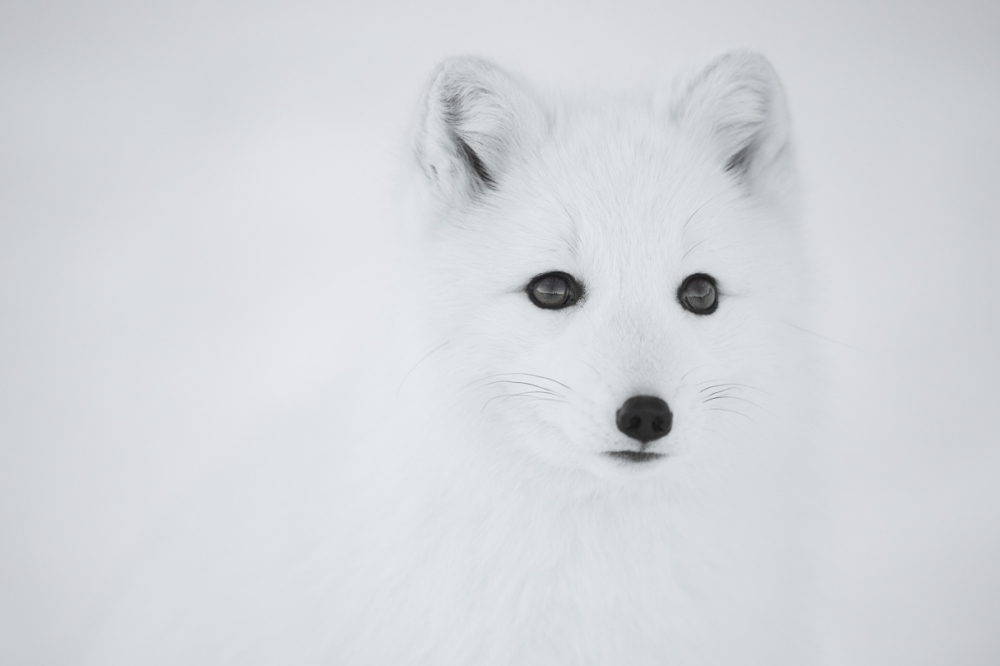 Portrait of Arctic fox